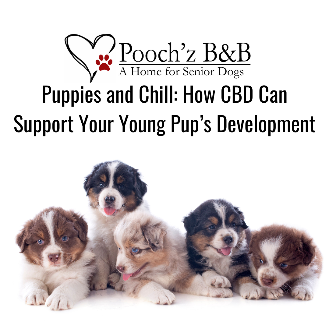 Puppies and Chill: How CBD Can Support Your Young Pup’s Development